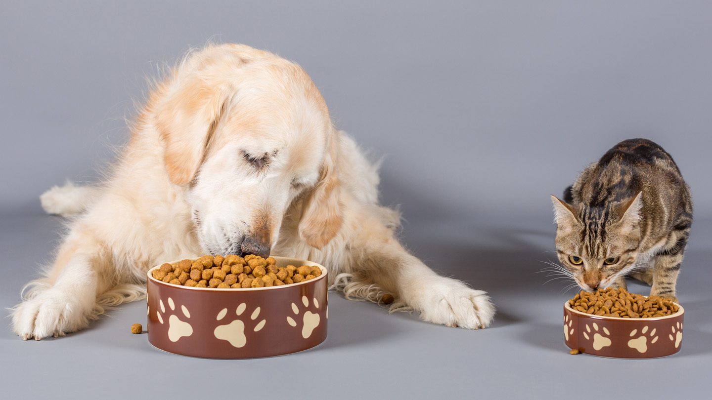 The Convenience and Benefits of Buying Pet Food Online
